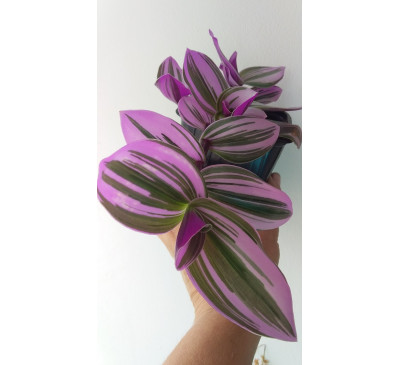 Традесканція кімнатна Нанук Лілак (Tradescantia Fluminensis Nanouk Lilac)